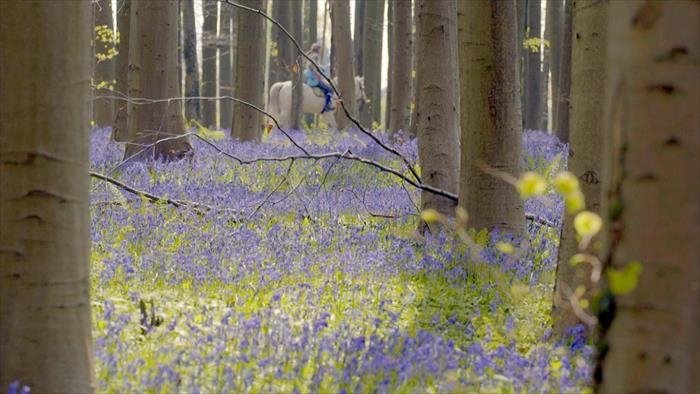 Les secrets des fleurs sauvages