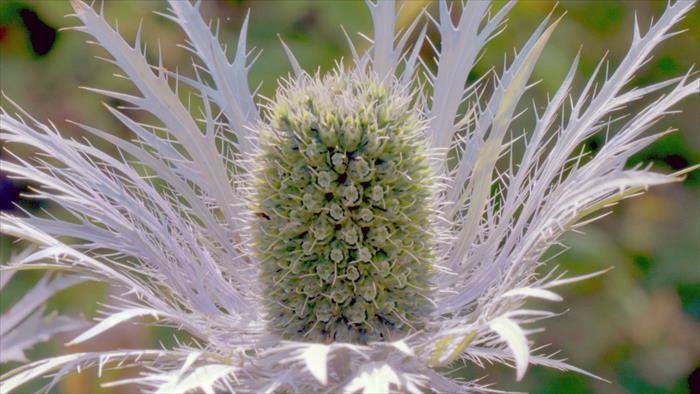 Les secrets des fleurs sauvages