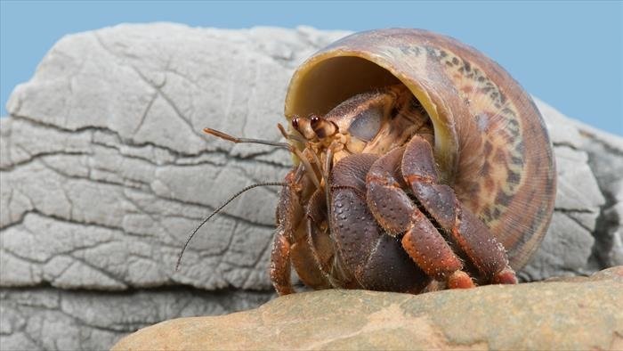 Les superpouvoirs du règne animal