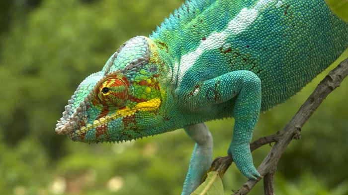 Madagascar
