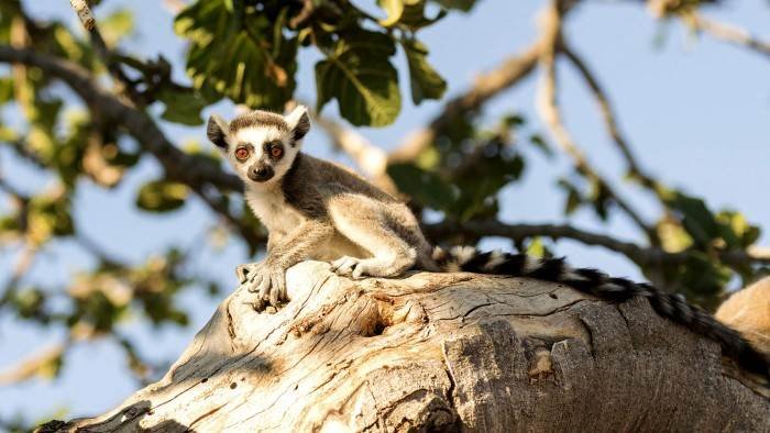 Madagascar, terre des lémuriens