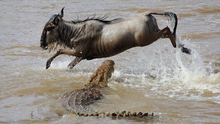 Masai Mara : la migration de tous les dangers