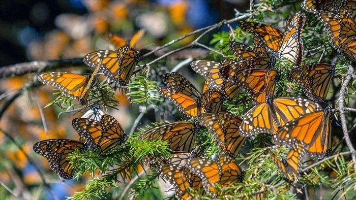 Mexique, les gardiens de la forêt