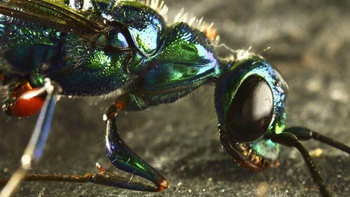 Micro-monstres