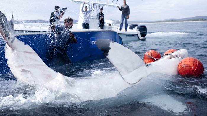 Mission grands requins blancs