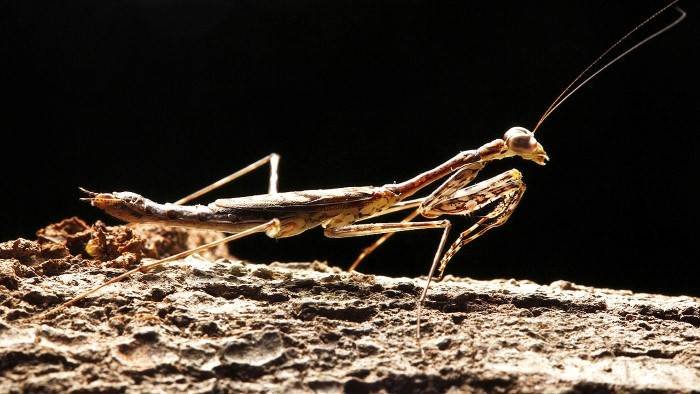 Monster Bug Wars !