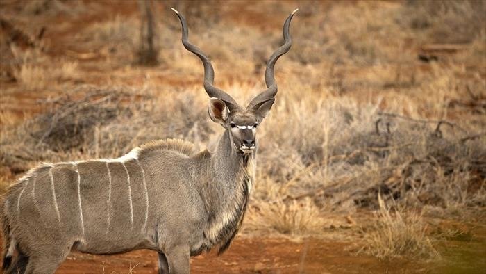 Namibie sauvage