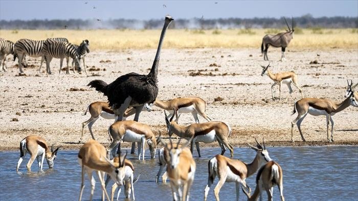 Namibie sauvage