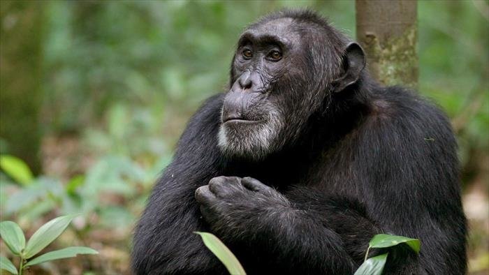 Ngogo : la guerre des singes