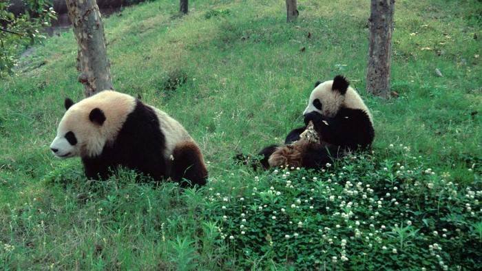 Panda, né pour être libre