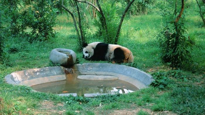Panda, né pour être libre