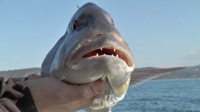 Pêche au denti en Corse