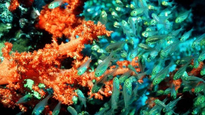 Planète bleue