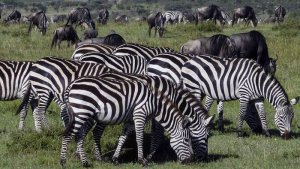 Planète safari