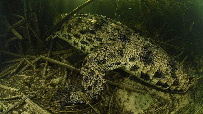 Plongée avec les crocodiles