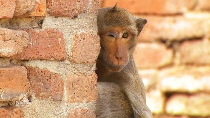 Quand les animaux parlent
