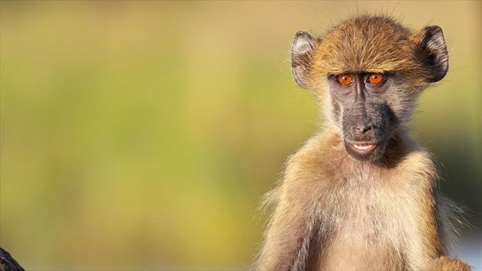 Refuges pour animaux sauvages