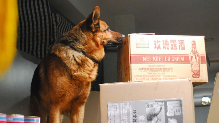 Rex