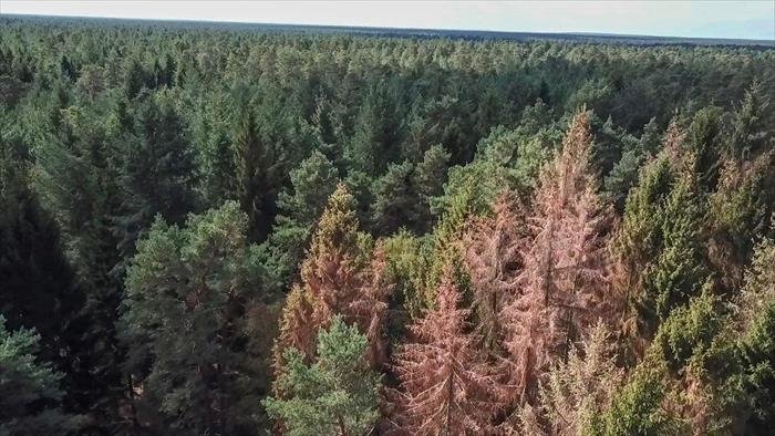 Sauvons nos forêts