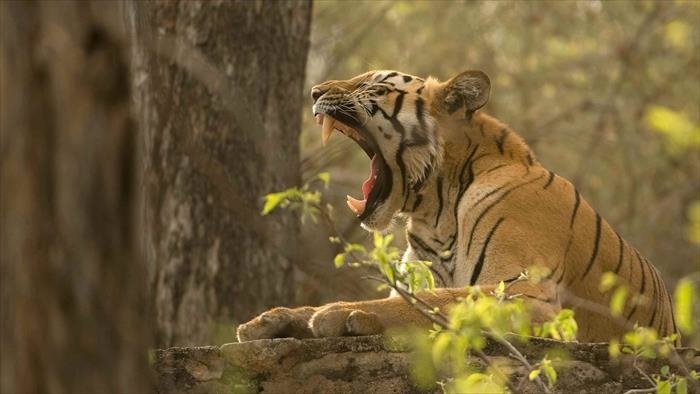 Secrets de l'Inde sauvage