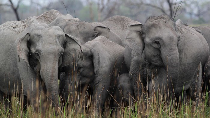 Secrets de l'Inde sauvage