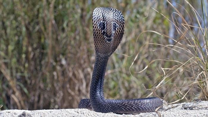Traqueur de serpents