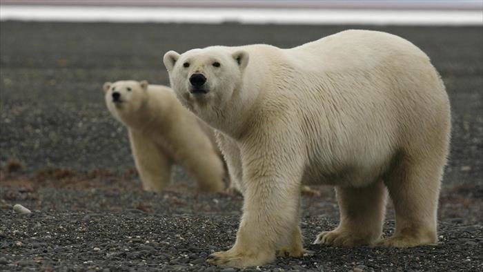 Une année en Arctique