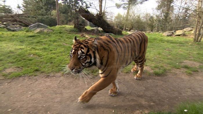 Une saison au zoo