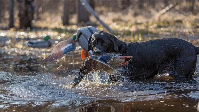 Une vie de chien de chasse