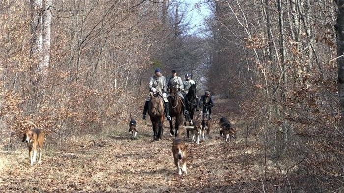 Vénerie, une chasse contemporaine