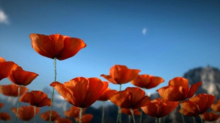 Where the Poppies Blow