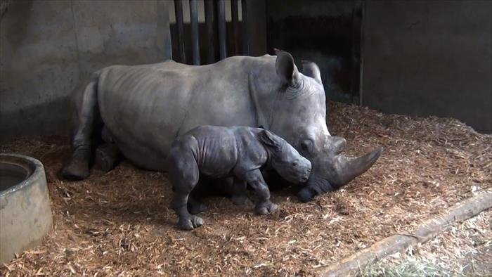 Zoo Nursery France