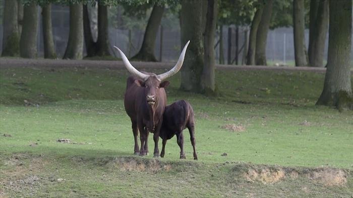 Zoo Nursery France