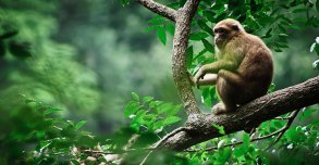La rentrée des animaux