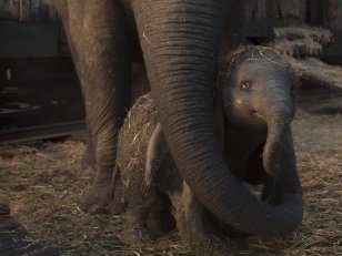 Dumbo : un film engagé pour les animaux selon Eva Green