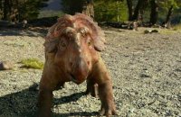 Sur la terre des dinosaures, le film 3D - Bande annonce 3 - VF - (2012)
