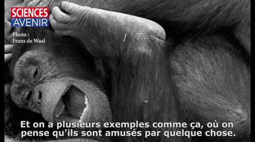 Le Sens De L Humour Chez Les Singes Entretien Avec Frans De Waal