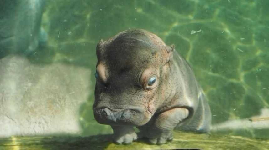 Premiere Naissance D Un Bebe Hippo Au Zoo De Beauval