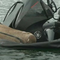 En Norvège, un morse grimpe sur des bateaux et fascine le public
