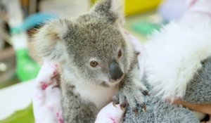 Séquencer le génome du koala pour mieux le protéger