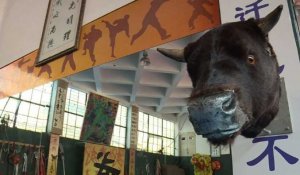 En Chine, des pros du kung fu défient les taureaux dans l'arène