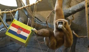 Mondial: Kent le gibbon du zoo de Zagreb prédit une victoire de la Croatie