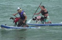Royaume-Uni: les chiens prennent la vague lors d'un championnat de surf canin