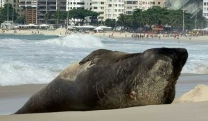 Brésil: un éléphant de mer s'invite sur la plage de Copacabana