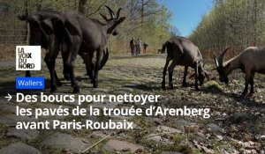 Des boucs nettoient les pavés avant Paris-Roubaix