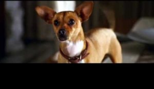 Le Chihuahua de Beverly Hills - Making-of...