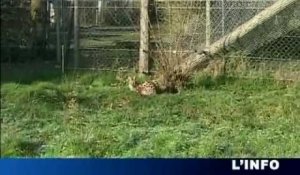 Un félin s'échappe du zoo de Spay! (Sarthe)