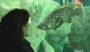 L'aquarium Mare Nostrum fait peau neuve! (Montpellier)