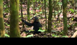 Disney Nature - Chimpanzés - Bande-annonce Officiëlle