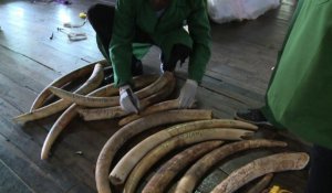 Kenya: référencement de l'ivoire d'éléphants et de rhinocéros